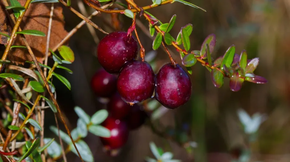 Klikva velkoplodá (Vaccinium macrocarpon) 