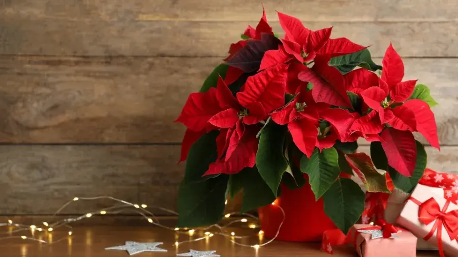 Kouzlo červených listů vánoční hvězdy