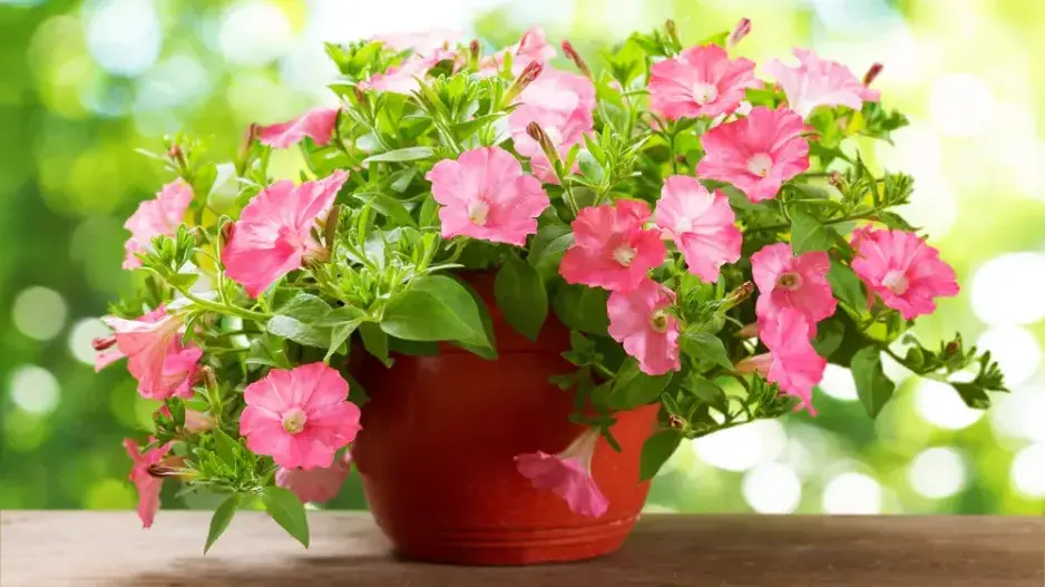 Balkonové rostliny Balkonové rostliny