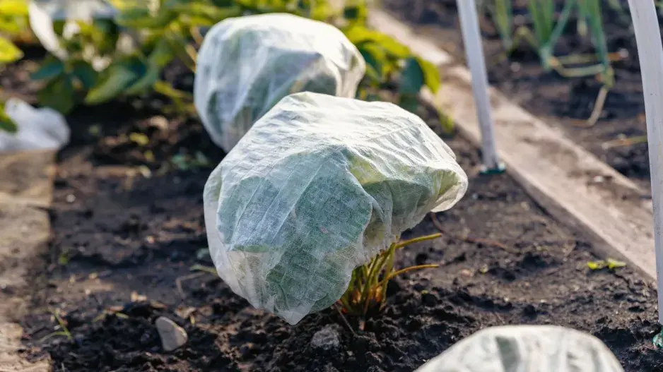 Zazimování jahodníků  Zazimování jahodníků