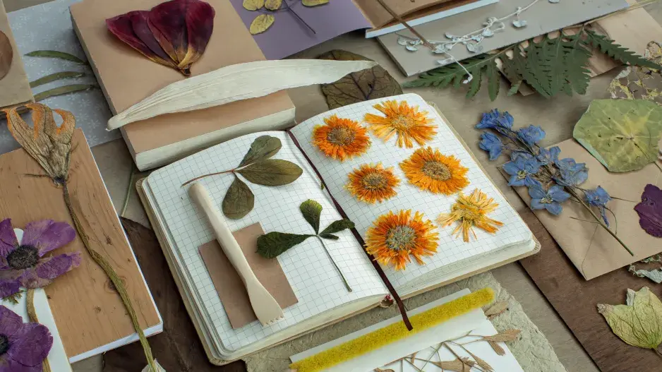 Jak založit herbář