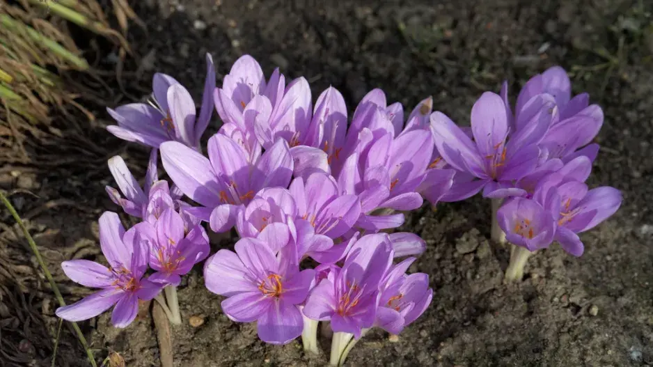 ocún byzantský (Colchicum byzantinum)