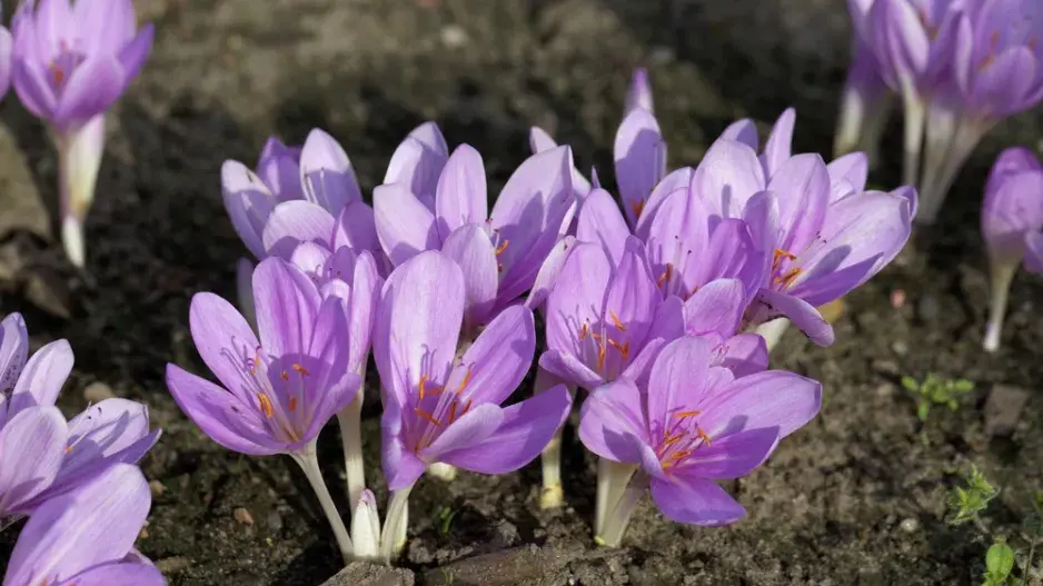ocún byzantský (Colchicum byzantinum)