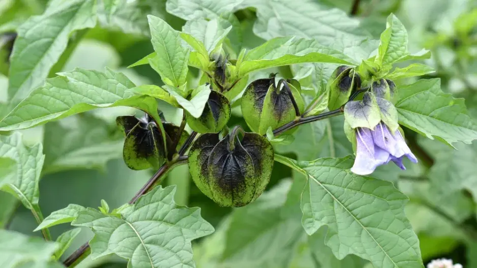 Lilík mochyňovitý (Nicandra physalodes) 