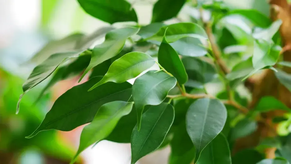 Rostliny čistí vzduch