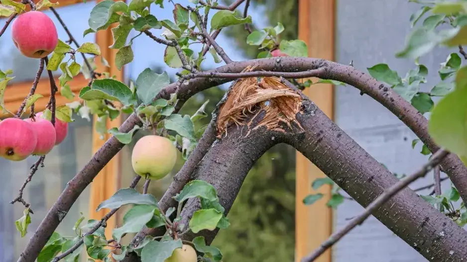 Nalomené větve Nalomené větve
