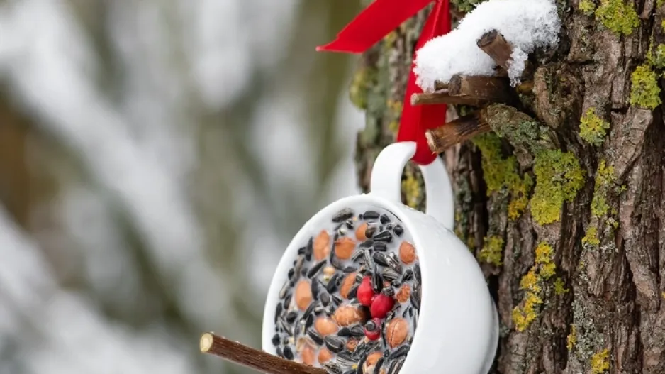 Je čas připravit ptačí krmítko Je čas připravit ptačí krmítko