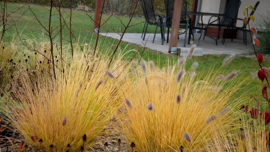 Živý plot z travin