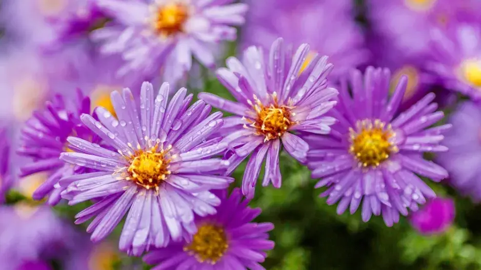 Hvězdnice keříčkovitá (Aster dumosus)