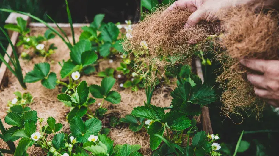 Jahody před zimou  Jahody před zimou