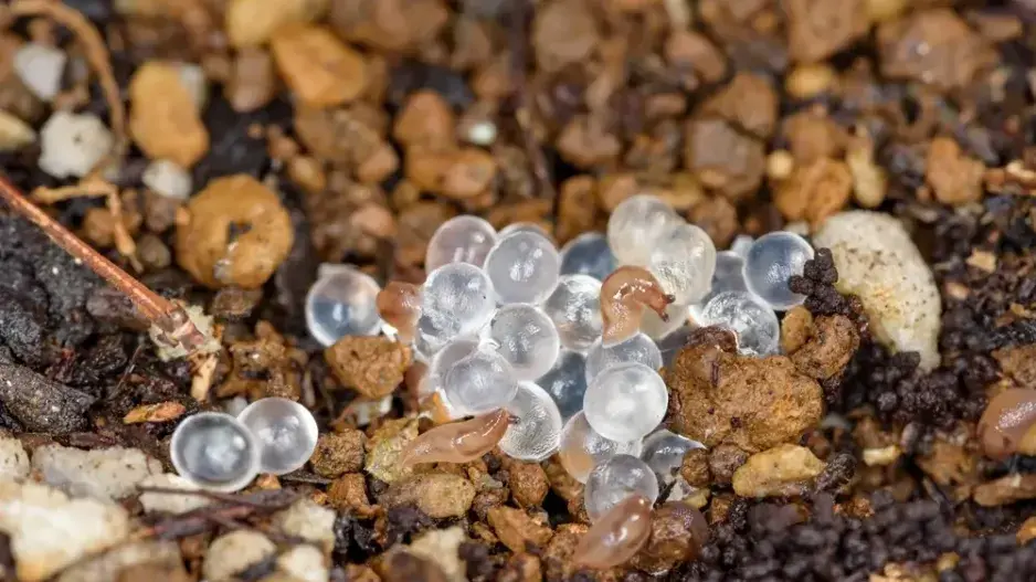 Rytí záhonů Rytí záhonů