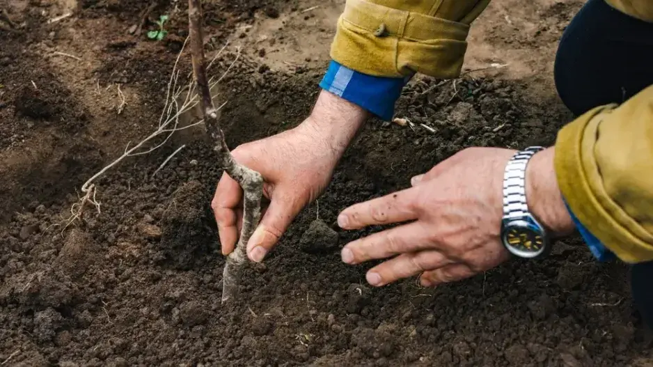Spon výsadby Spon výsadby
