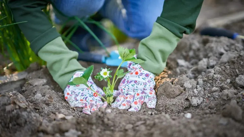 Péče o jahodníky  Péče o jahodníky