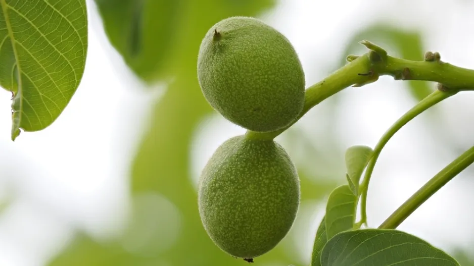 Ořešák japonský (Juglans ailantifolia)