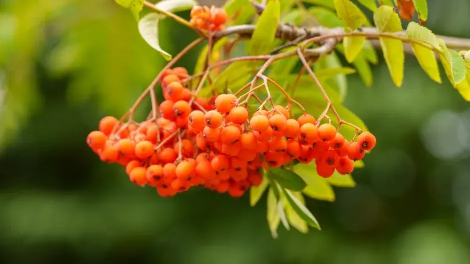 sklizeň až po přemrznutí