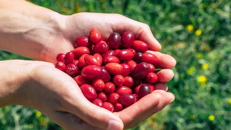 sklizeň až po přemrznutí
