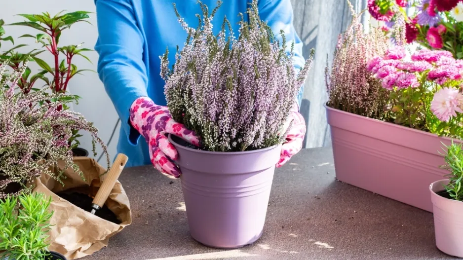 Vřes obecný (Calluna vulgaris) 
