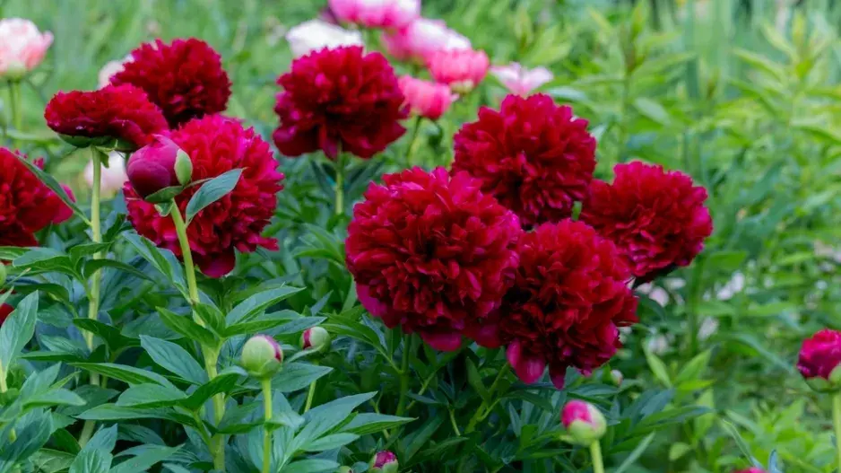 Pivoňka (Paeonia)