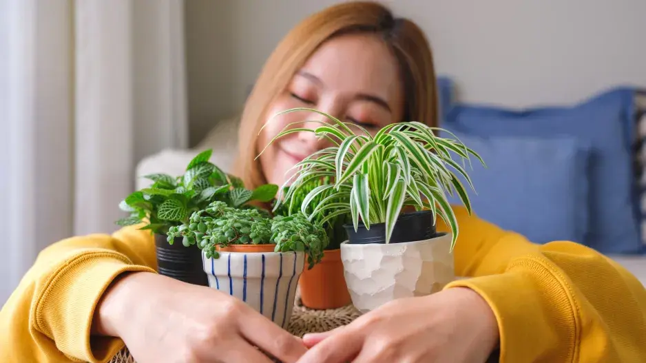 Škůdci na květinách