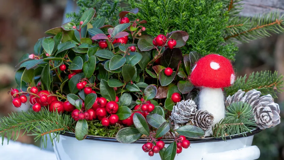 Libavka poléhavá (Gaultheria procumbens) 