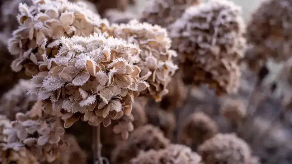 Zazimování hortenzií