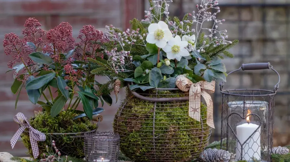 Skimie japonská (Skimmia japonica)  Skimie japonská (Skimmia japonica)