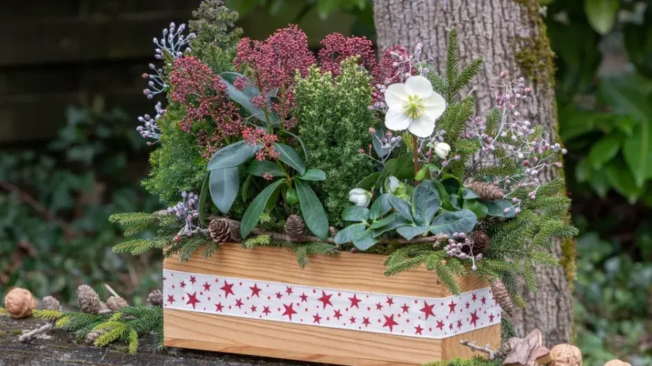 Skimie japonská (Skimmia japonica)  Skimie japonská (Skimmia japonica)