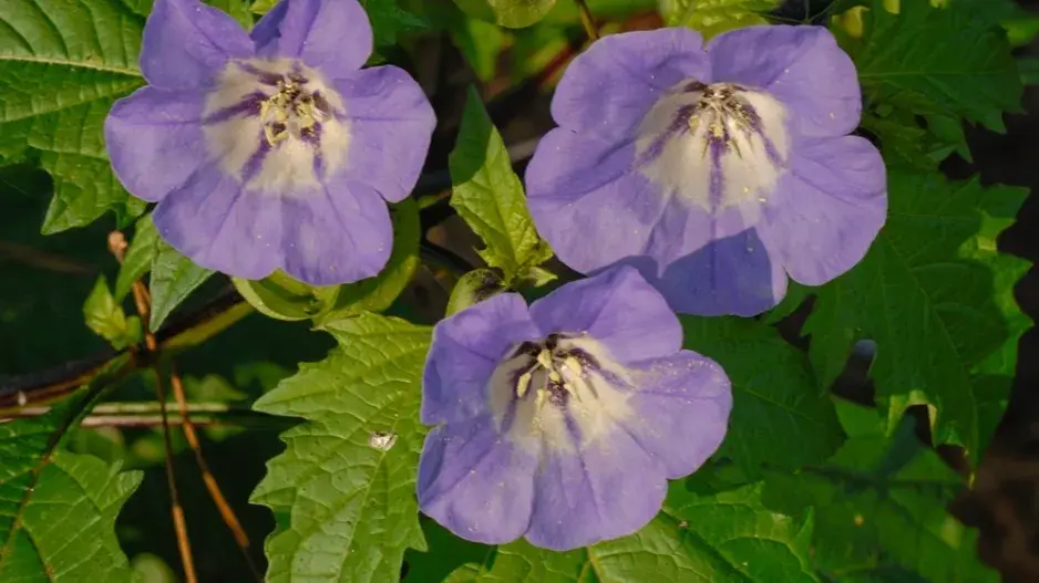 Lilík mochyňovitý (Nicandra physalodes) 