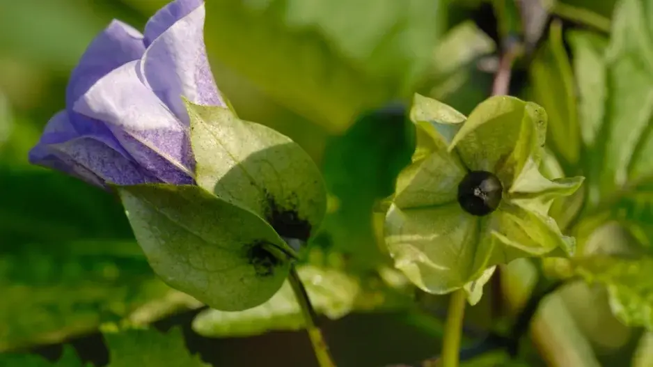 Lilík mochyňovitý (Nicandra physalodes) 