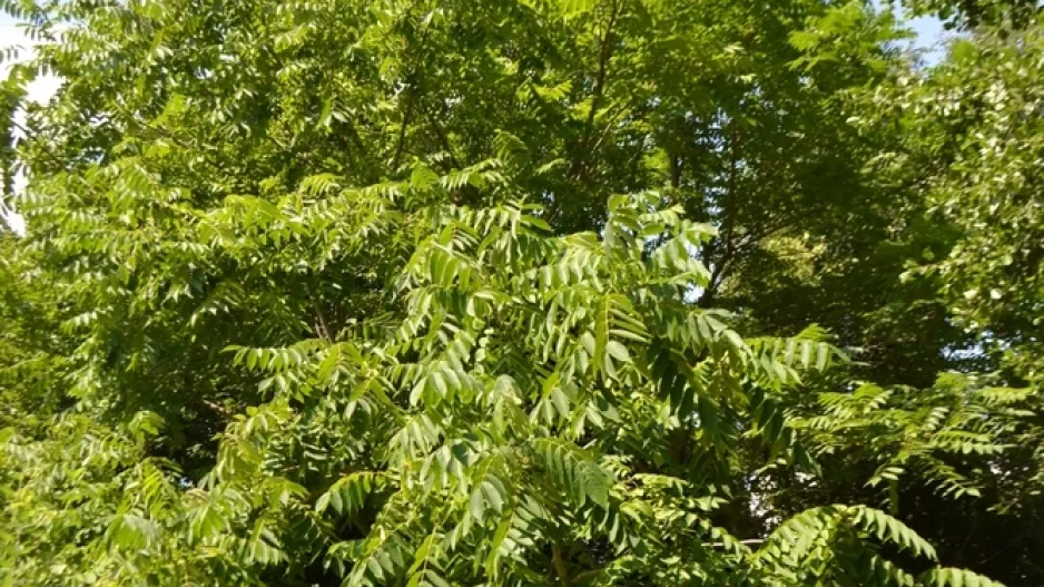 Ořešák japonský (Juglans ailantifolia)