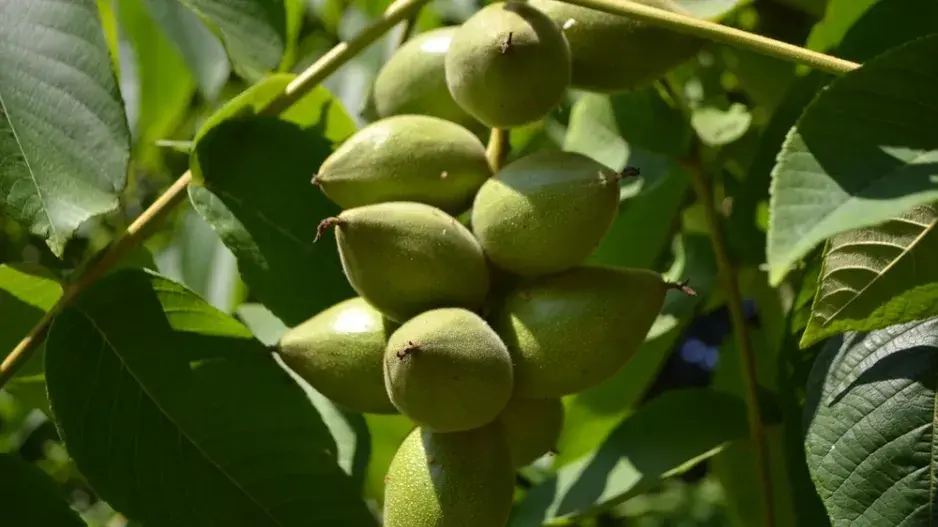 Ořešák japonský (Juglans ailantifolia)