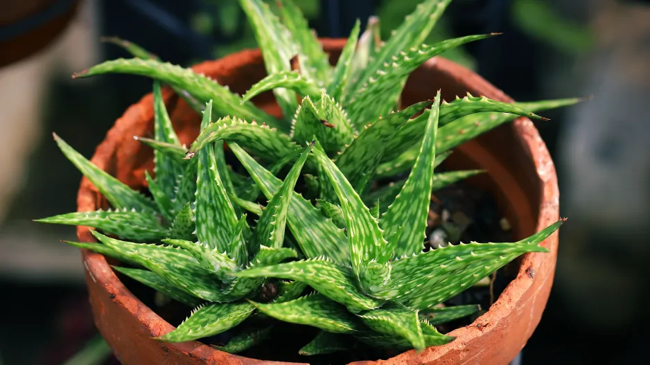 Aloe vera