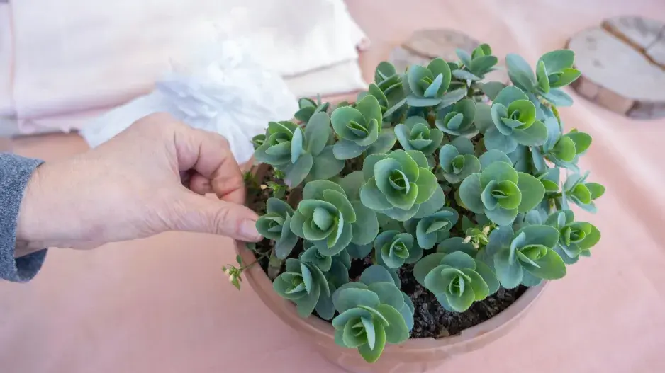 Sukulentní pokojové rostliny