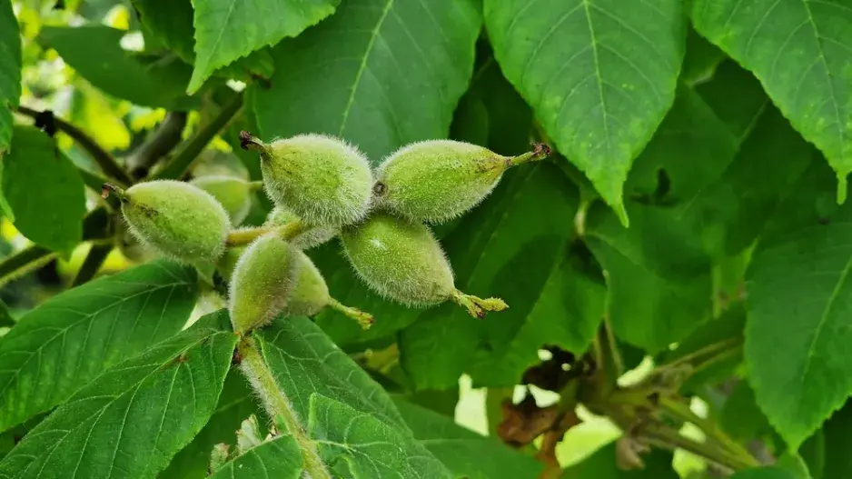 Ořešák japonský (Juglans ailantifolia)