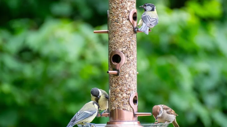 Je čas připravit ptačí krmítko Je čas připravit ptačí krmítko