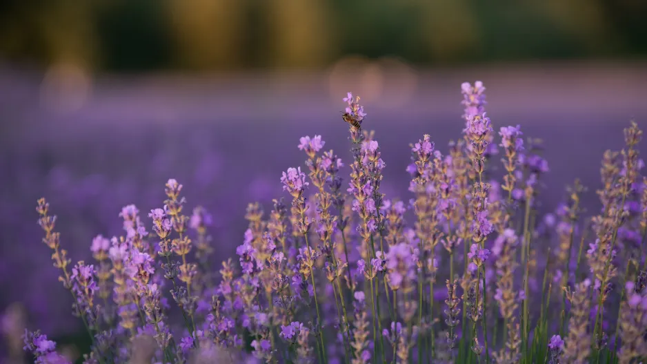 Přelití levandule Přelití levandule