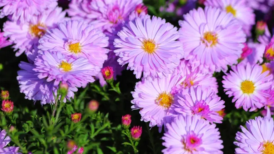Hvězdnice keříčkovitá (Aster dumosus)