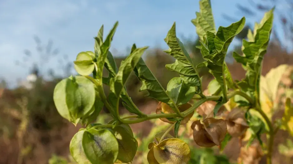 Lilík mochyňovitý (Nicandra physalodes) 