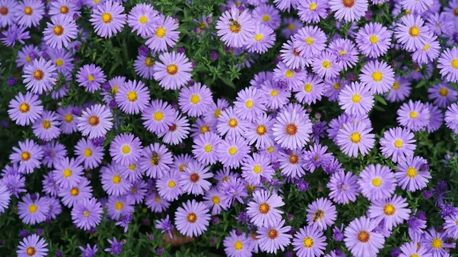 Hvězdnice keříčkovitá (Aster dumosus)