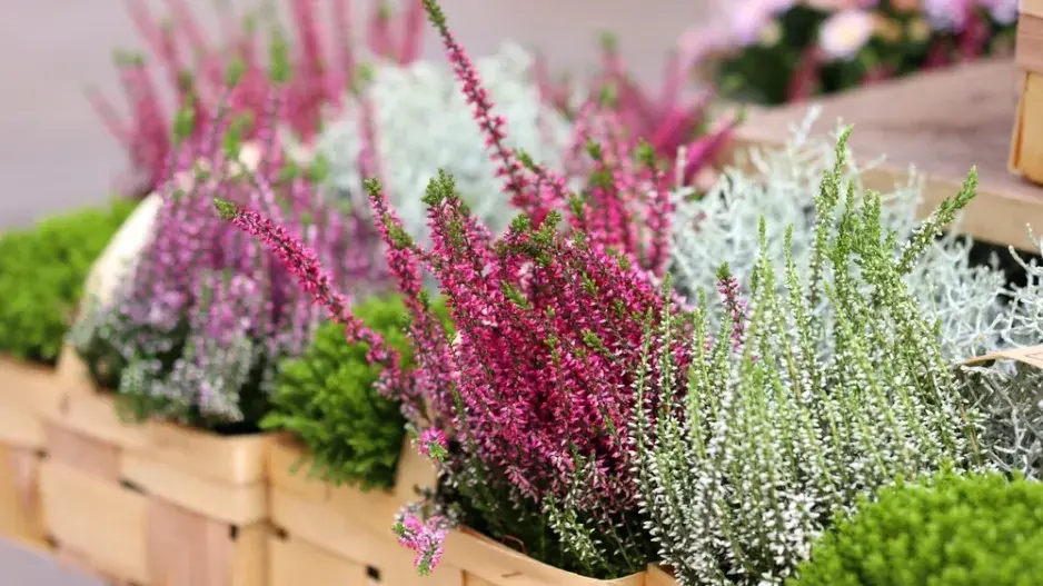 Vřes obecný (Calluna vulgaris) 