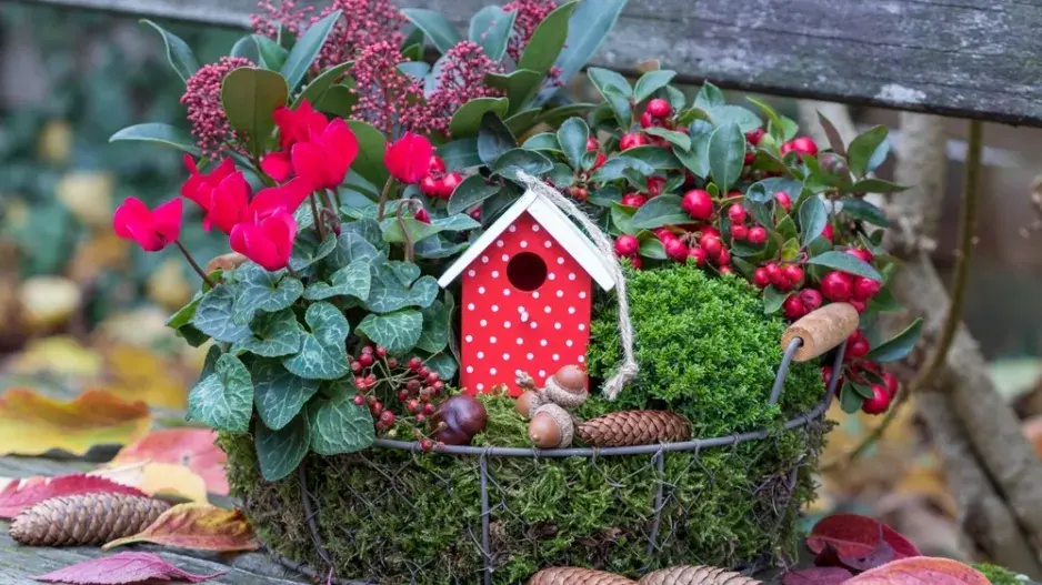 Skimie japonská (Skimmia japonica)  Skimie japonská (Skimmia japonica)