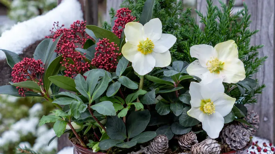 Skimie japonská (Skimmia japonica)  Skimie japonská (Skimmia japonica)