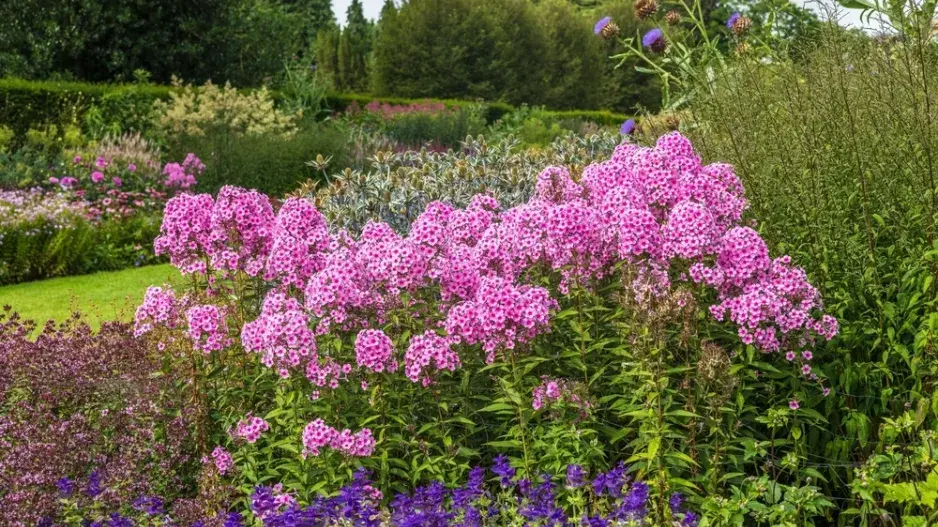 Plamenka latnatá (Phlox paniculata)