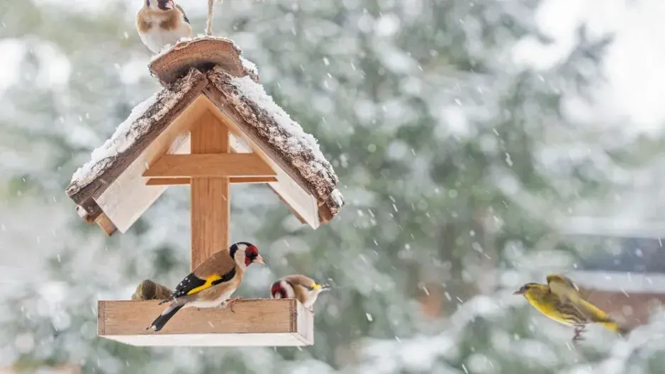 Je čas připravit ptačí krmítko Je čas připravit ptačí krmítko