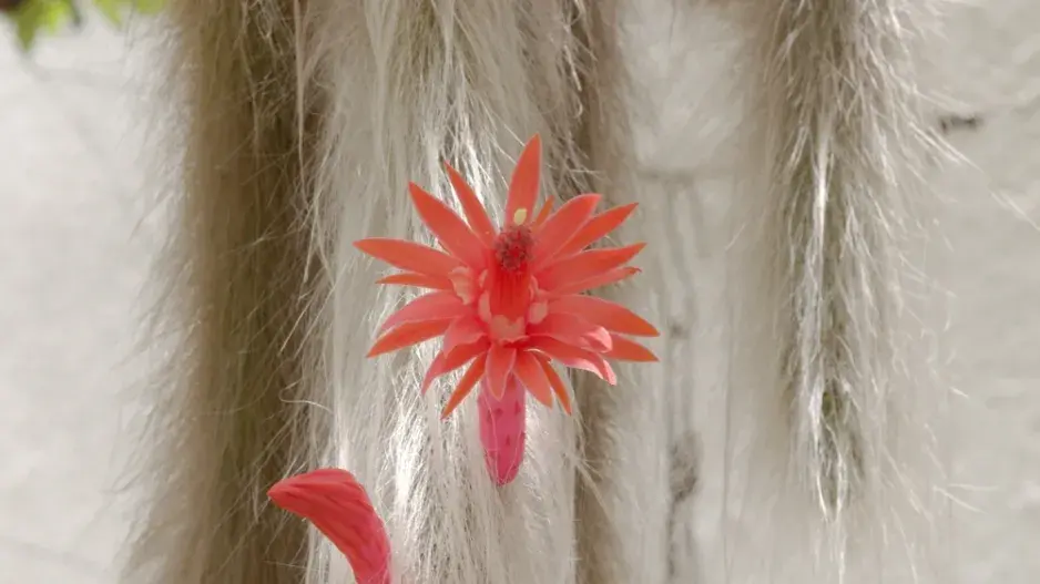 Opičí ocásek (Hildewinteria colademononis)
