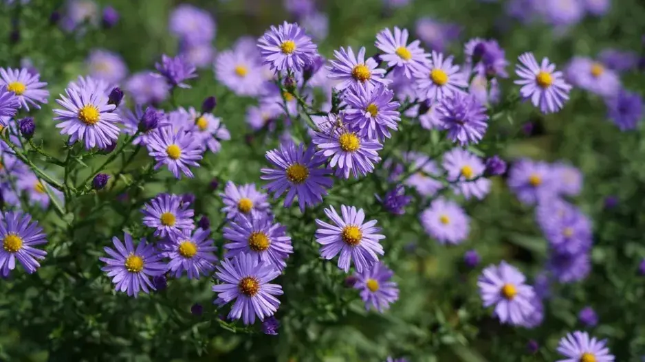 Hvězdnice keříčkovitá (Aster dumosus)