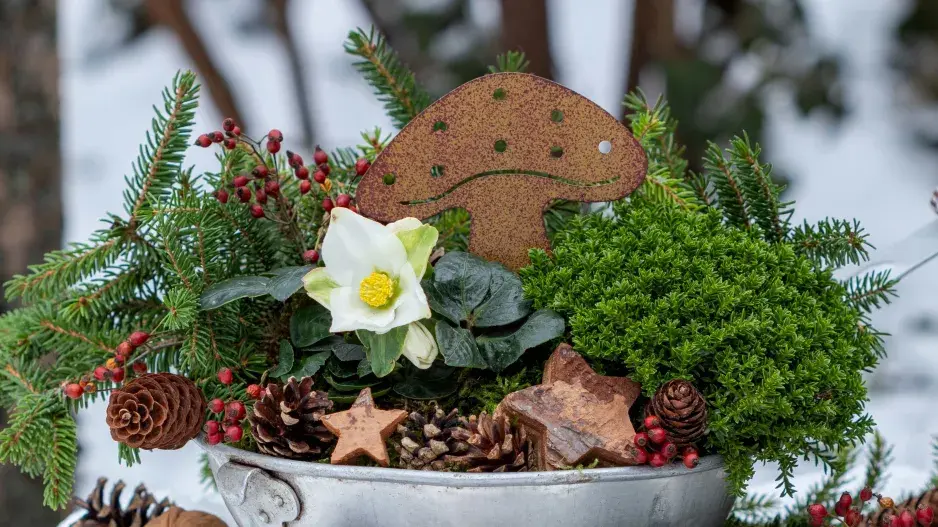 stálezelené rostliny stálezelené rostliny