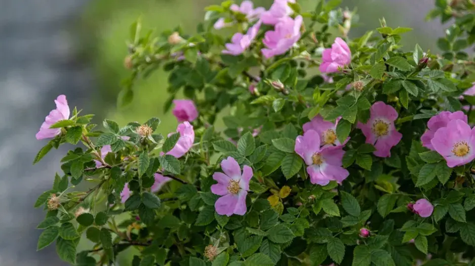 Růže dužnoplodá (Rosa villosa)