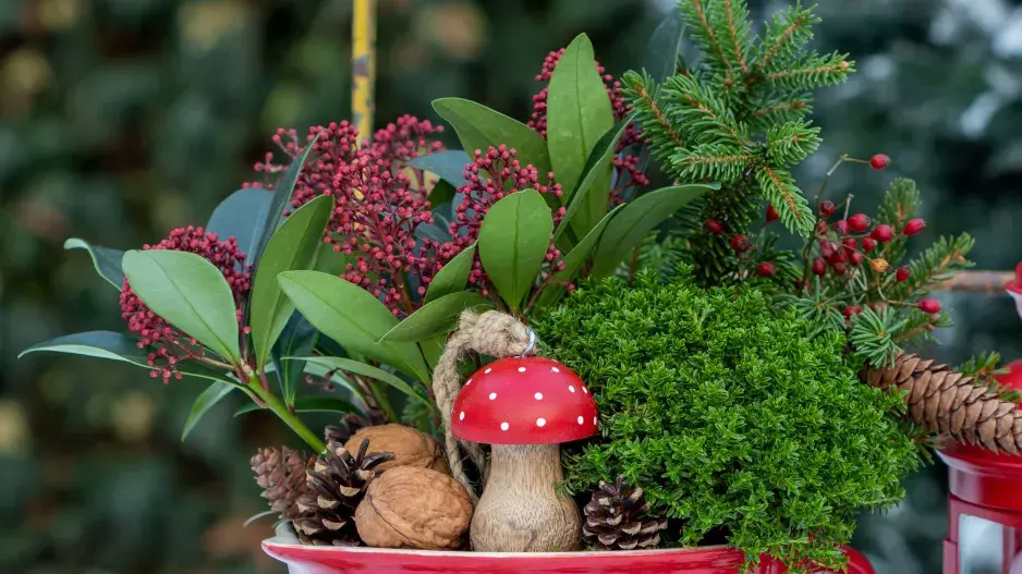 Skimie japonská (Skimmia japonica)