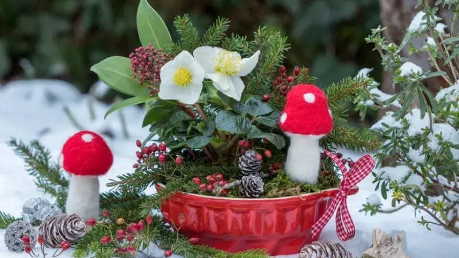 Skimie japonská (Skimmia japonica)  Skimie japonská (Skimmia japonica)
